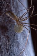 Pholcus phalangioides